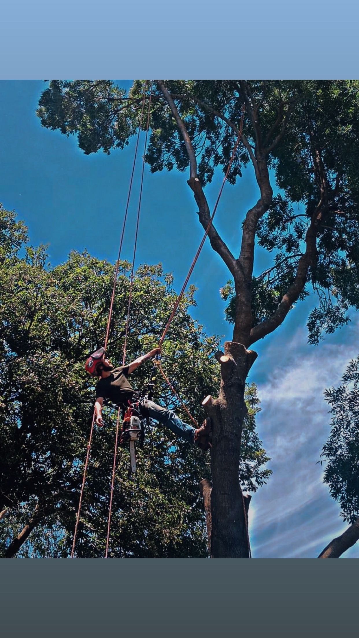 Yolo County Tree Service project photo