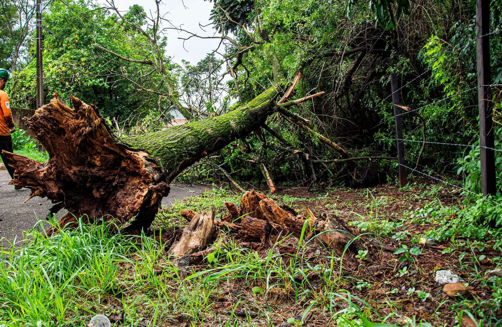 Worker clearing fallen tree on street after storm in Londrina, Brazil.