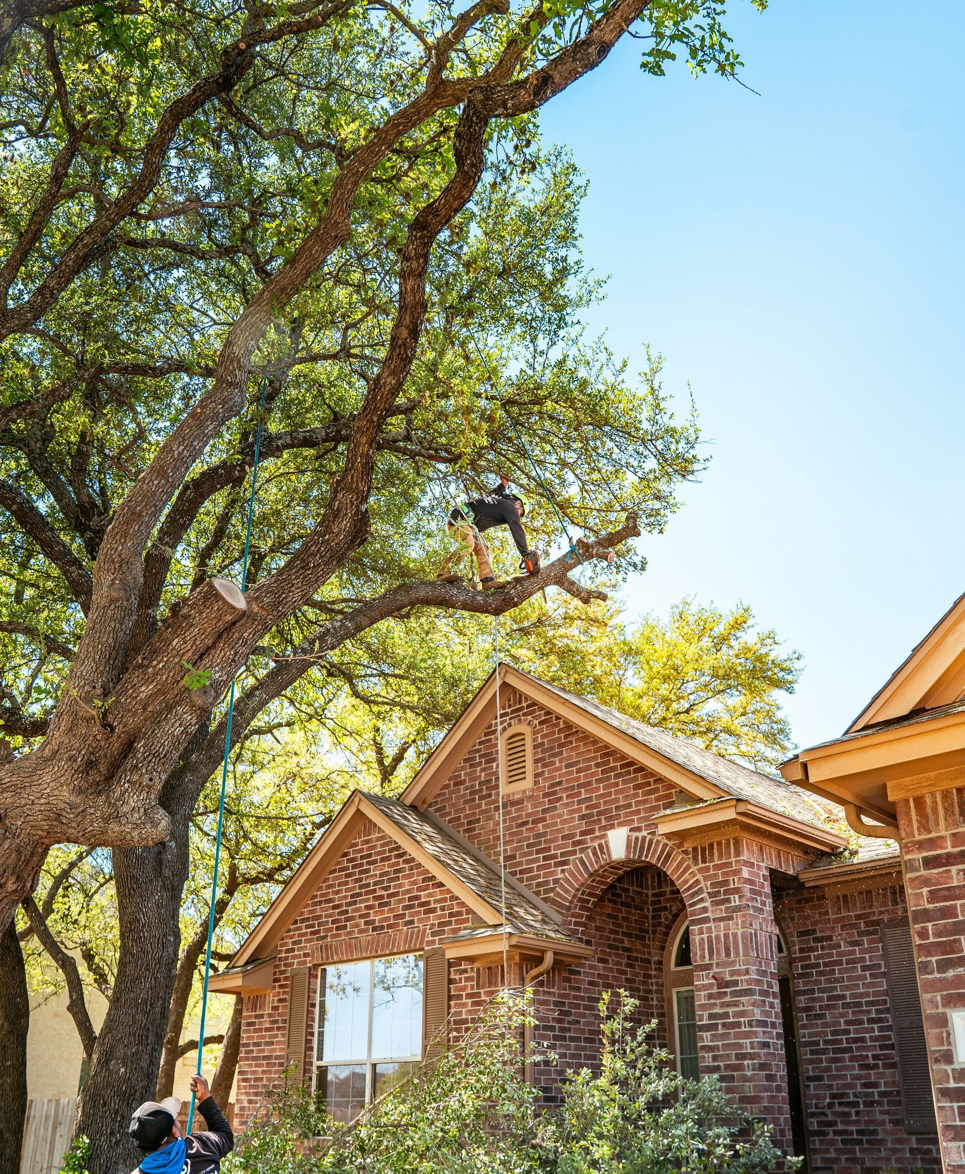 A tree service worker is trimming a large tree