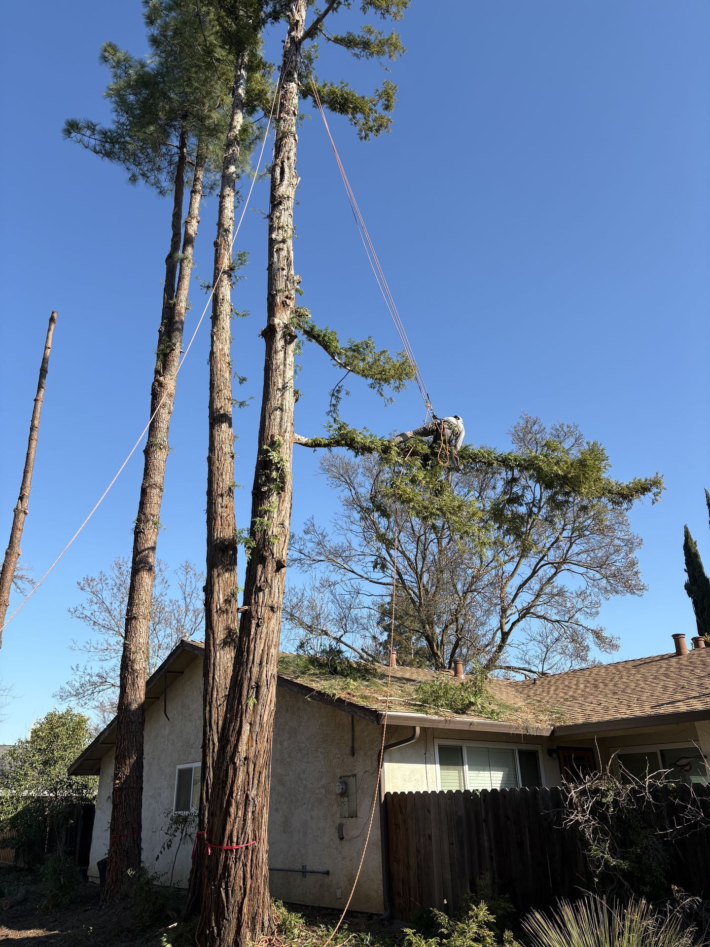 Yolo County Tree Service gallery photo