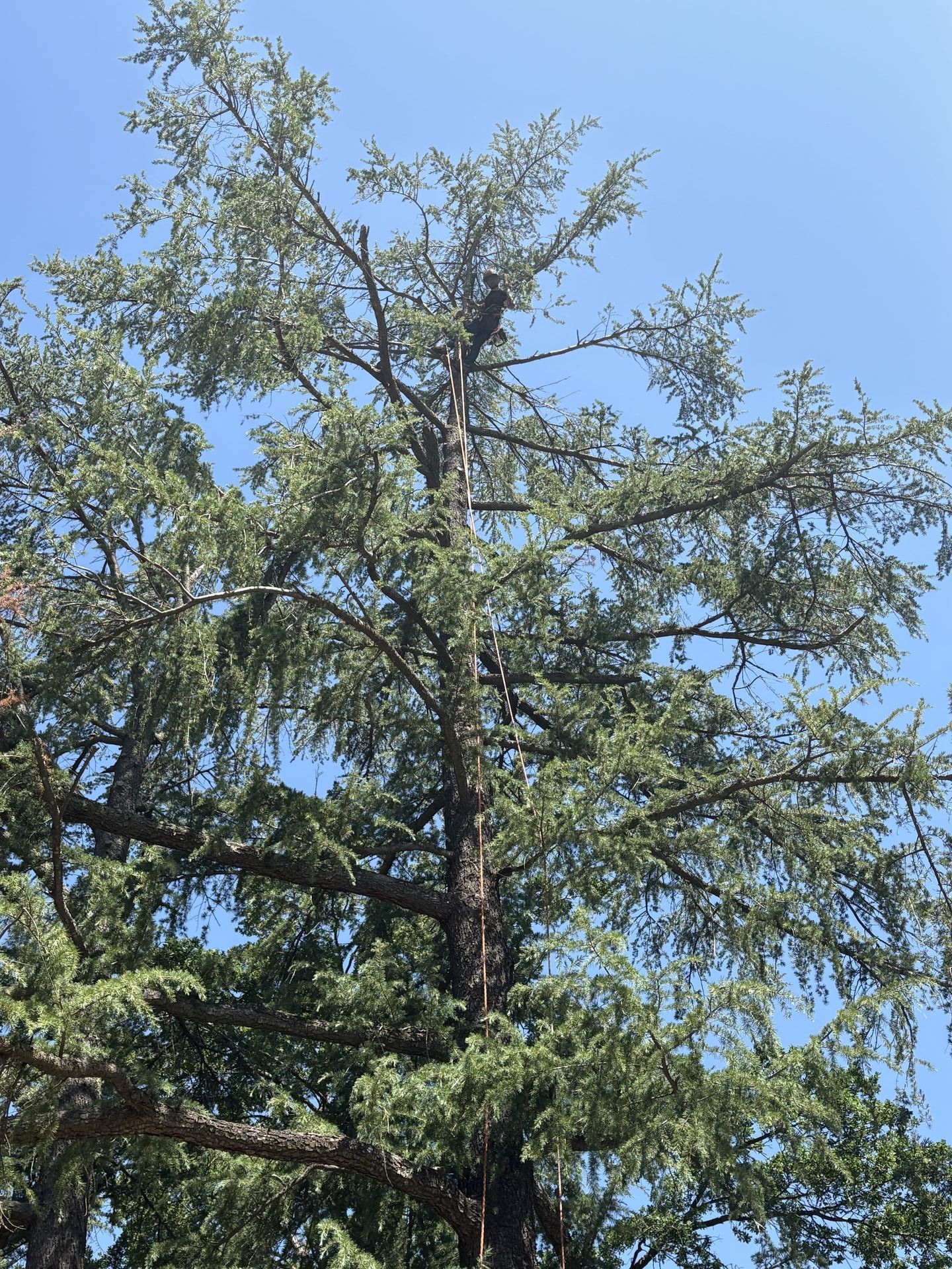 Yolo County Tree Service gallery photo